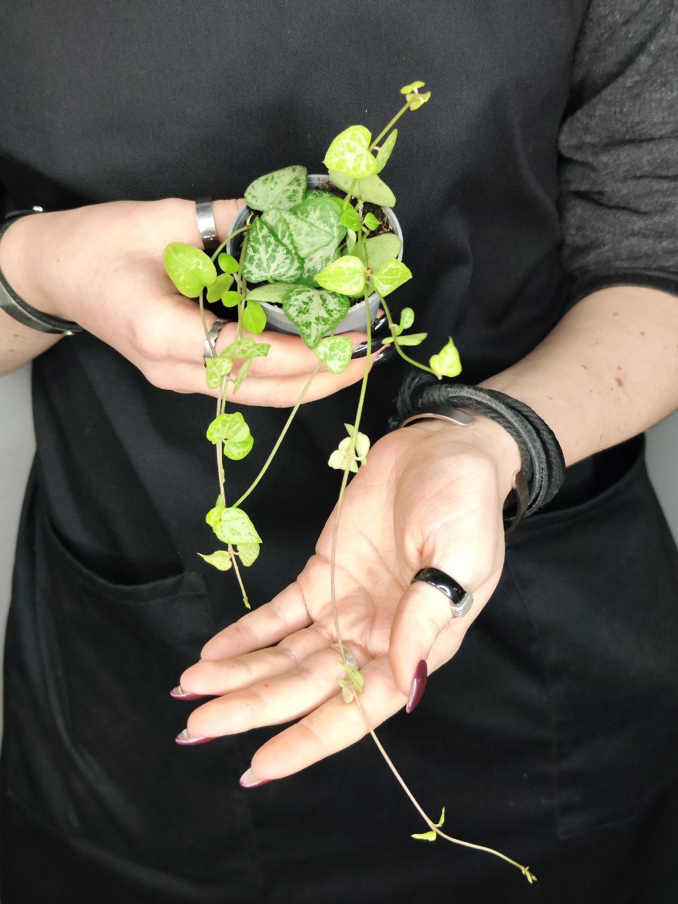 Церопегия Вуда "Цепочка Стрел" (Ceropegia Woodii "String of Arrows") D6см