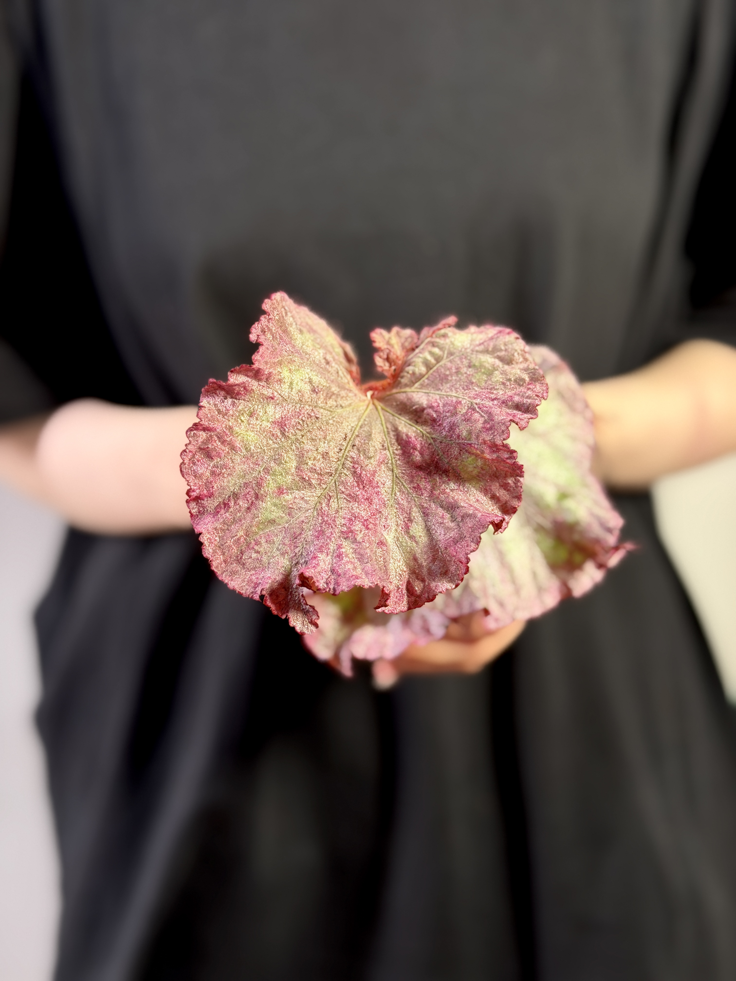 Бегония Розовая Пантера (Begonia Pink Panther) D8см