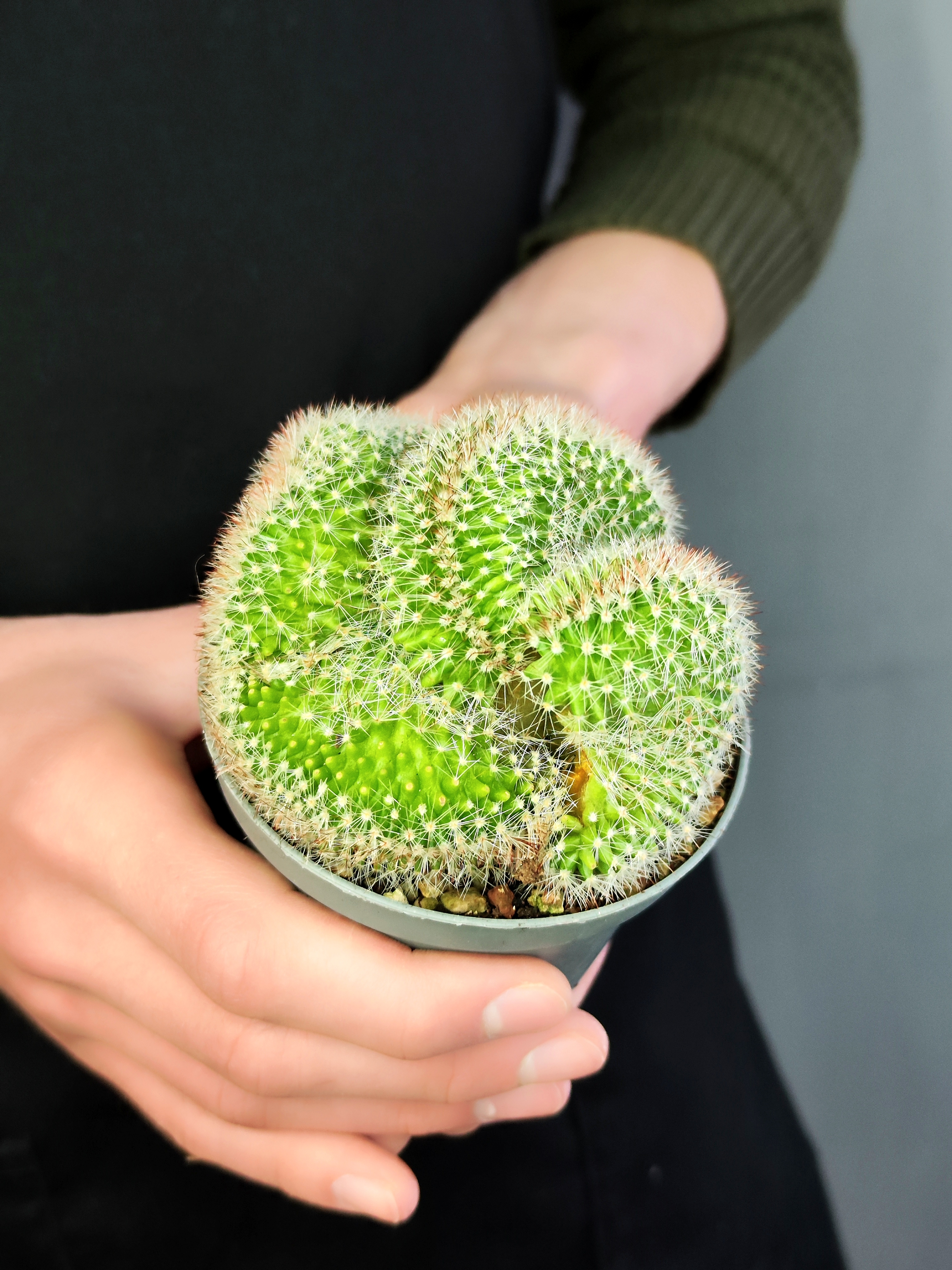 Маммилярия Эрнеста Крестата (Mammillaria Ernestii Crestata) D10см