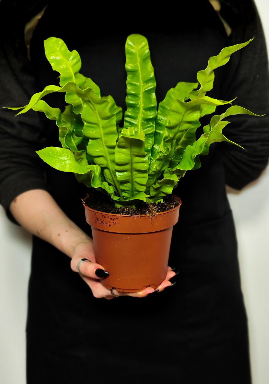 Асплениум Криспи Вейв (Asplenium Crispy Wave) D9см
