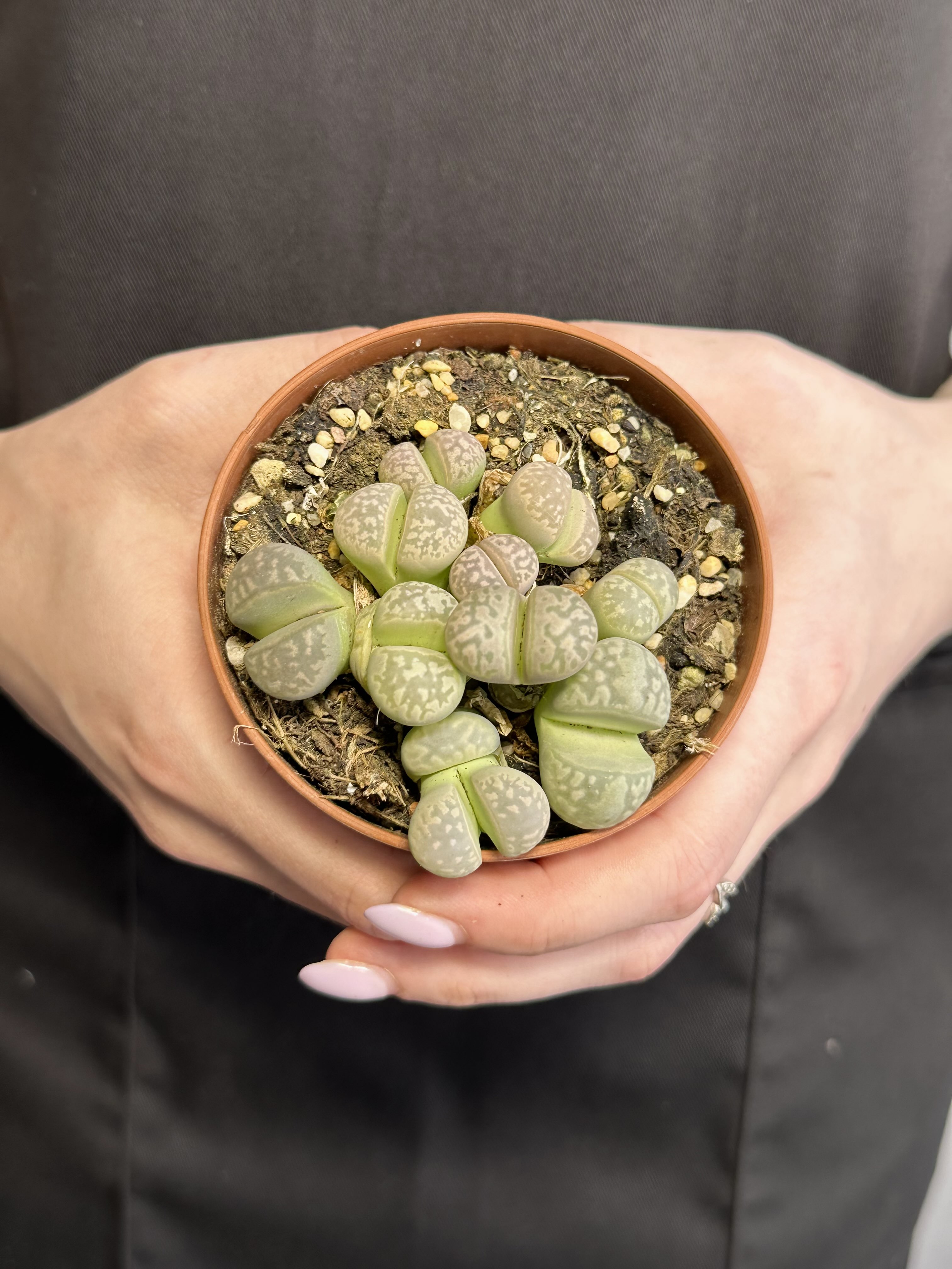 Литопсы Грин (Lithops Green Group) D8см