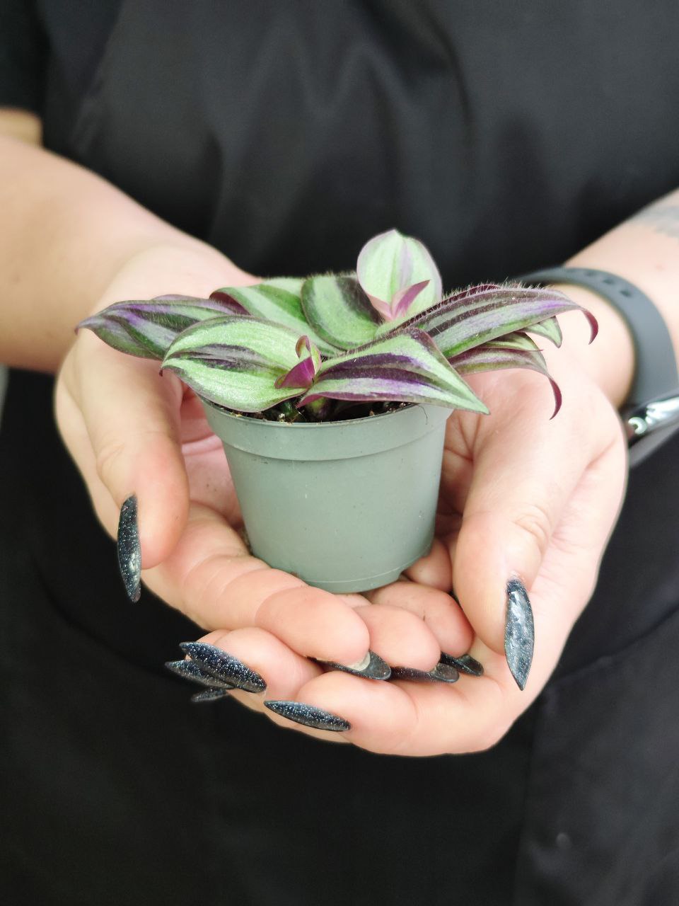 Традесканция Пинк Джой Зебрина (Tradescantia Pink Joy Zebrina)  D6см