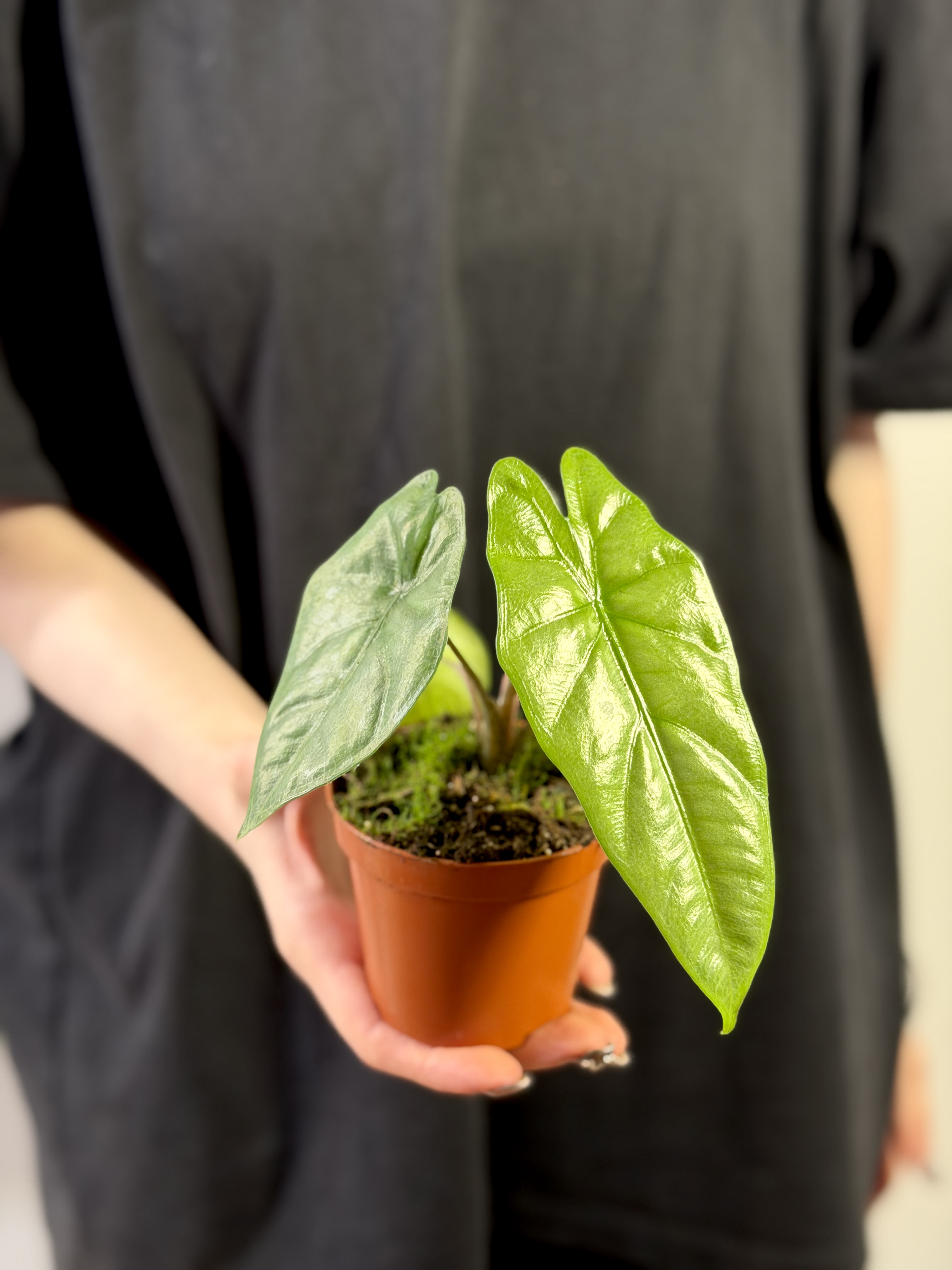 Алоказия Коразон (Alocasia Heterophylla Corazon) D8см