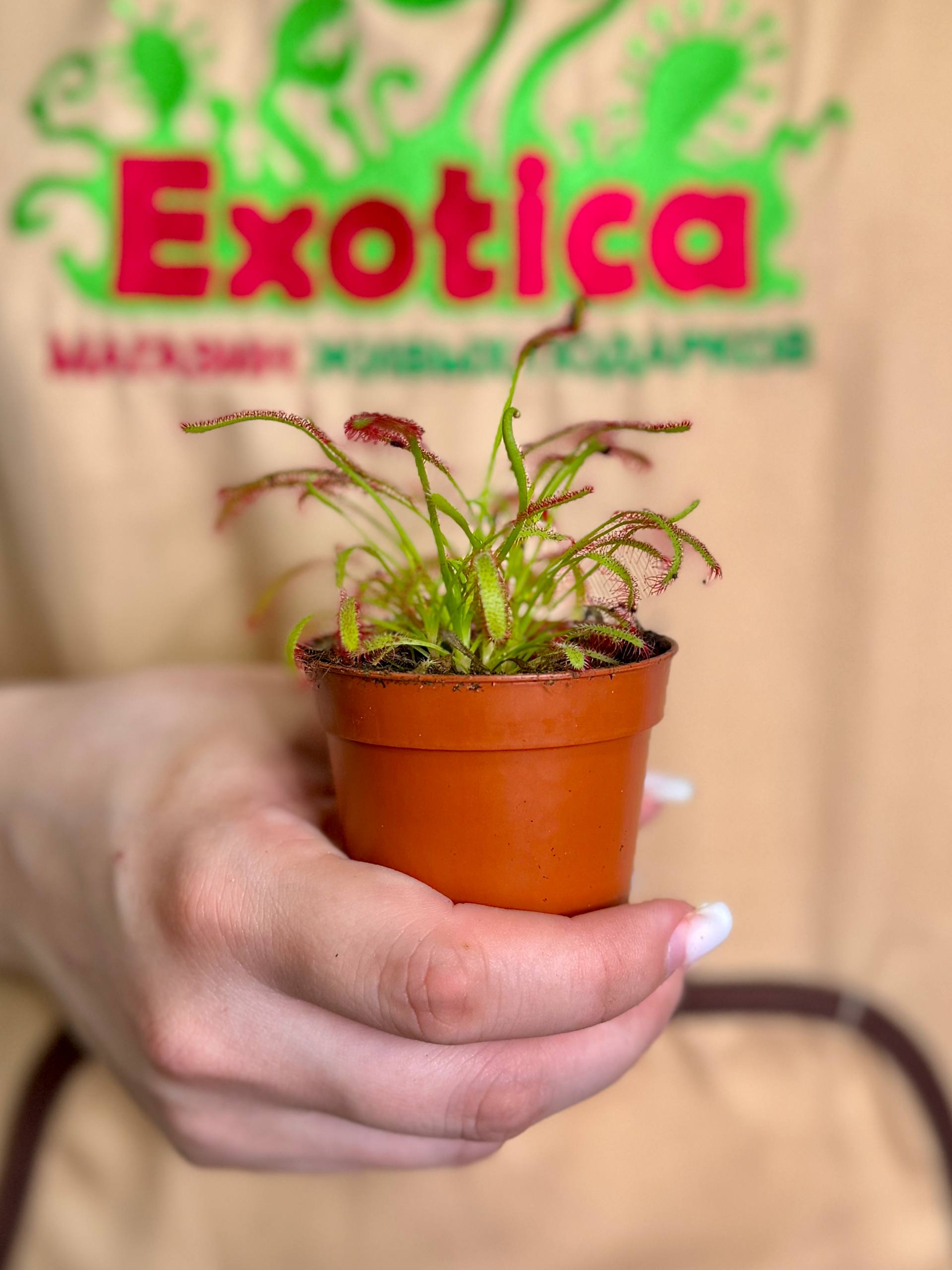 Росянка Капская (Drosera Capensis) D5см