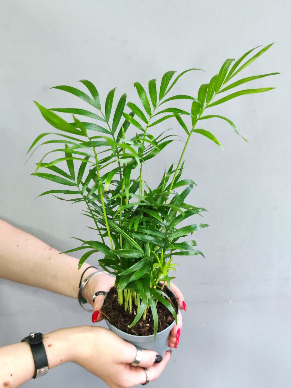 Хамедорея Изящная, или Бамбуковая Пальма (Chamaedorea Elegans) D9см