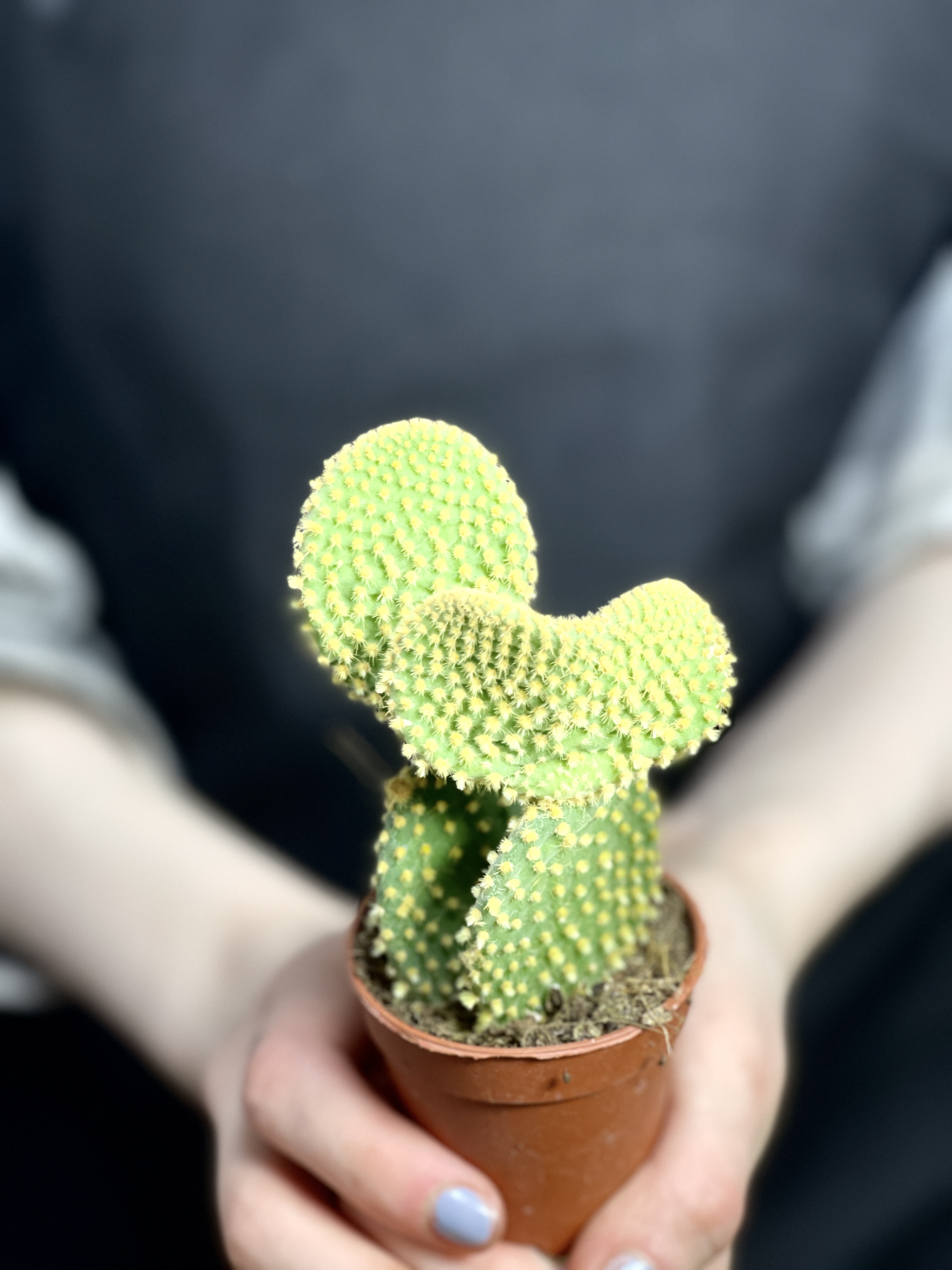 Опунция Микродазис Йеллоу Дабл (Opuntia Microdasys Yellow Double) D5см