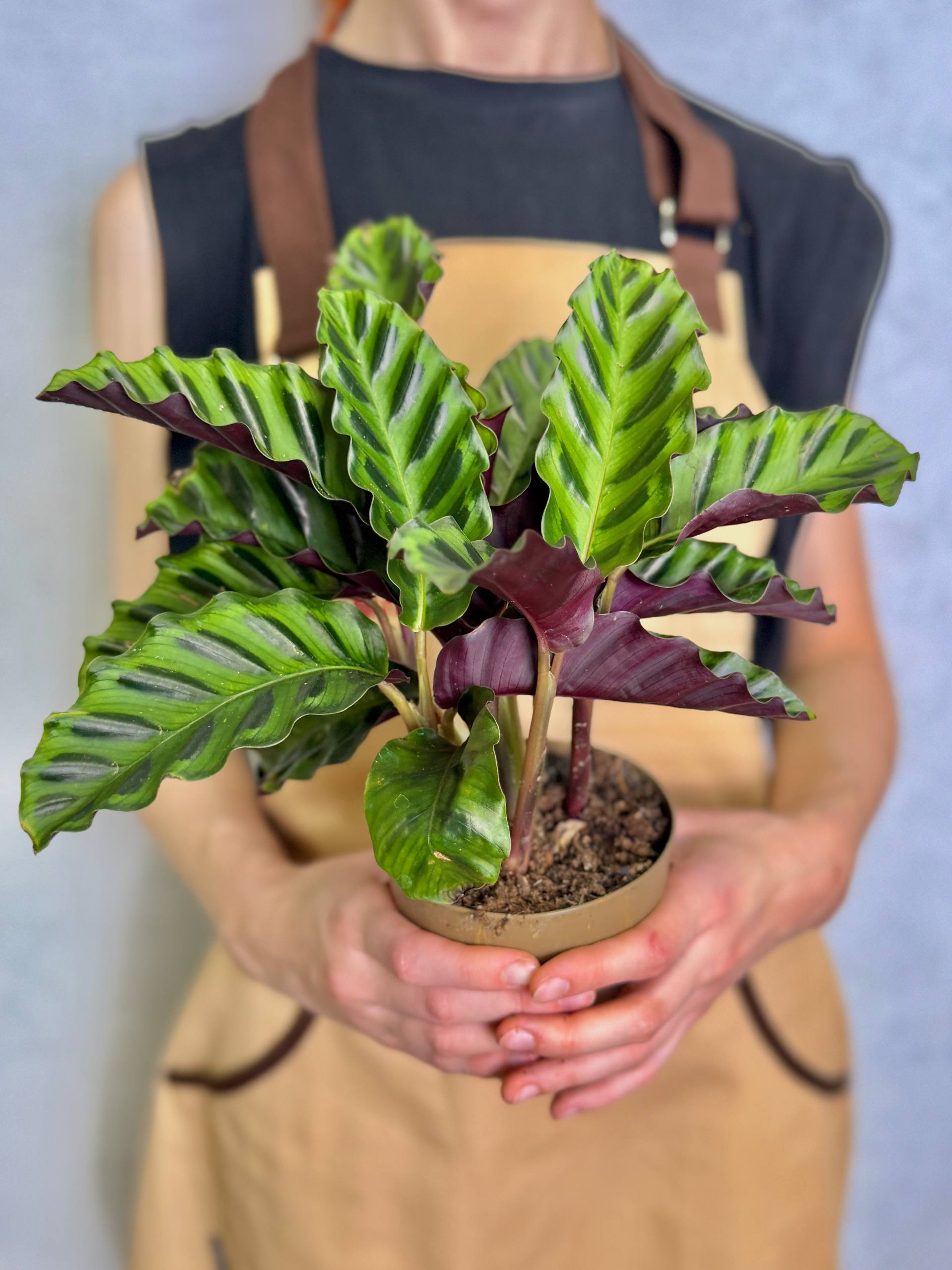 Калатея Гандерси (Calathea Gandersii) D11см