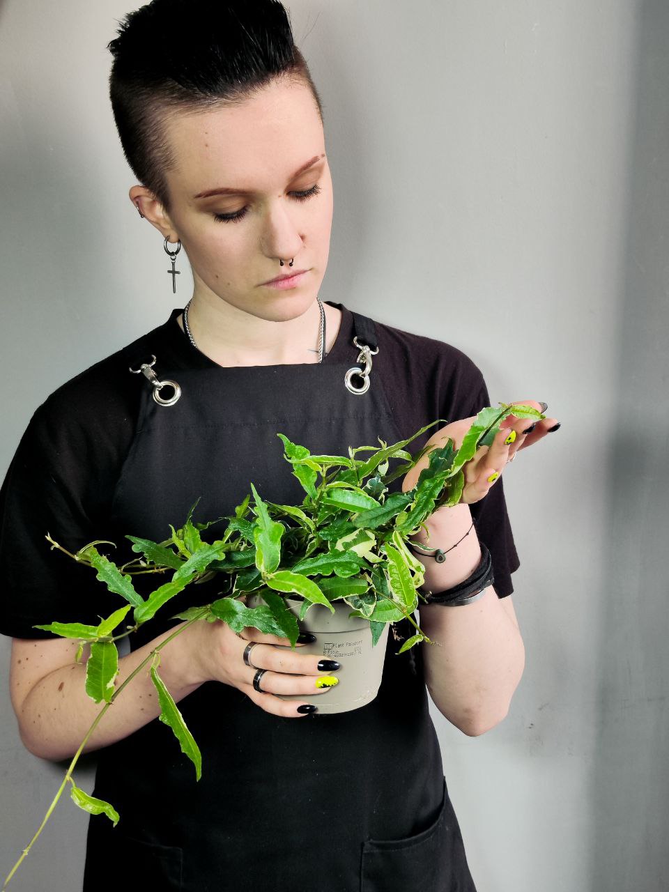 Фикус Радиканс Вайт (Ficus Radicans White) D12см