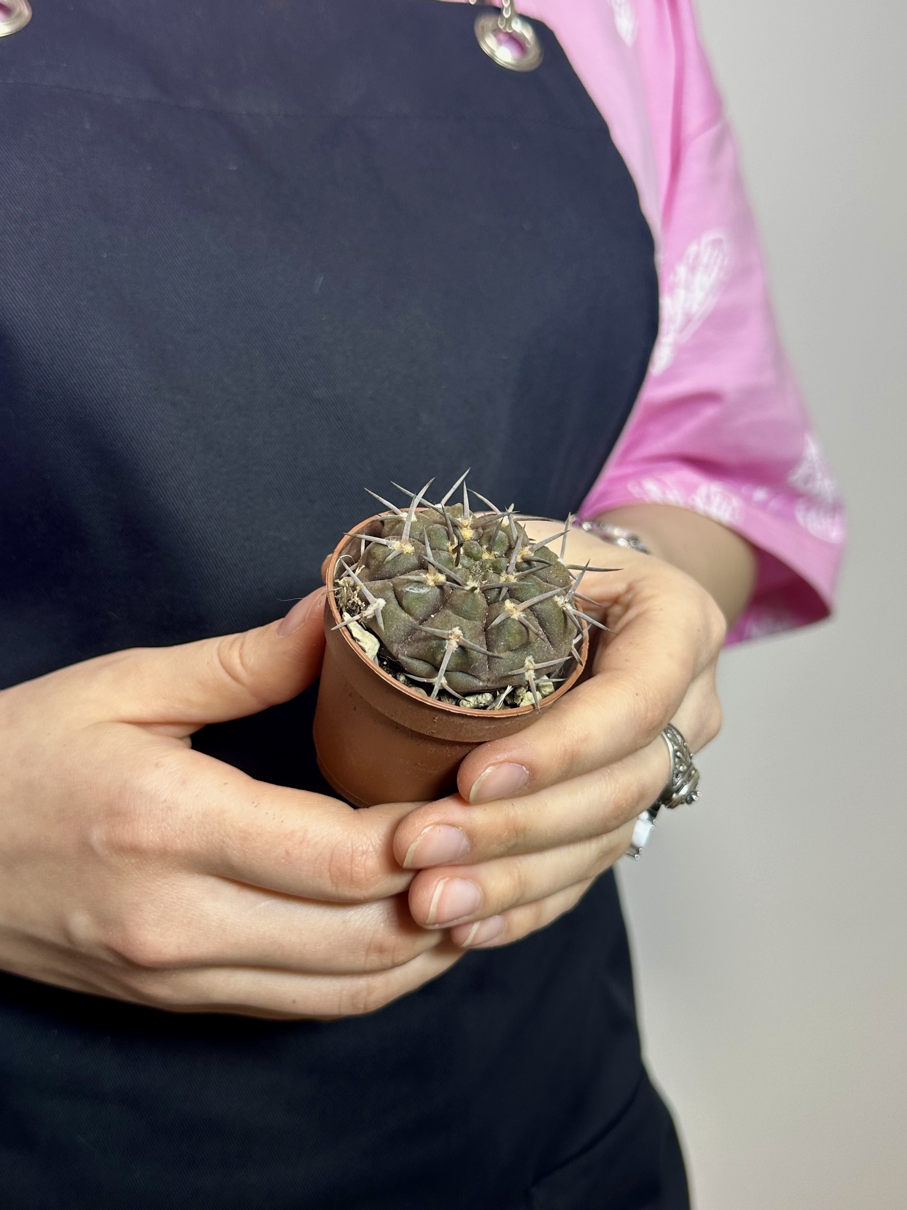 Гимнокалициум Борти Ноголенсе (Gymnocalycium Borthii Nogolense) D5см