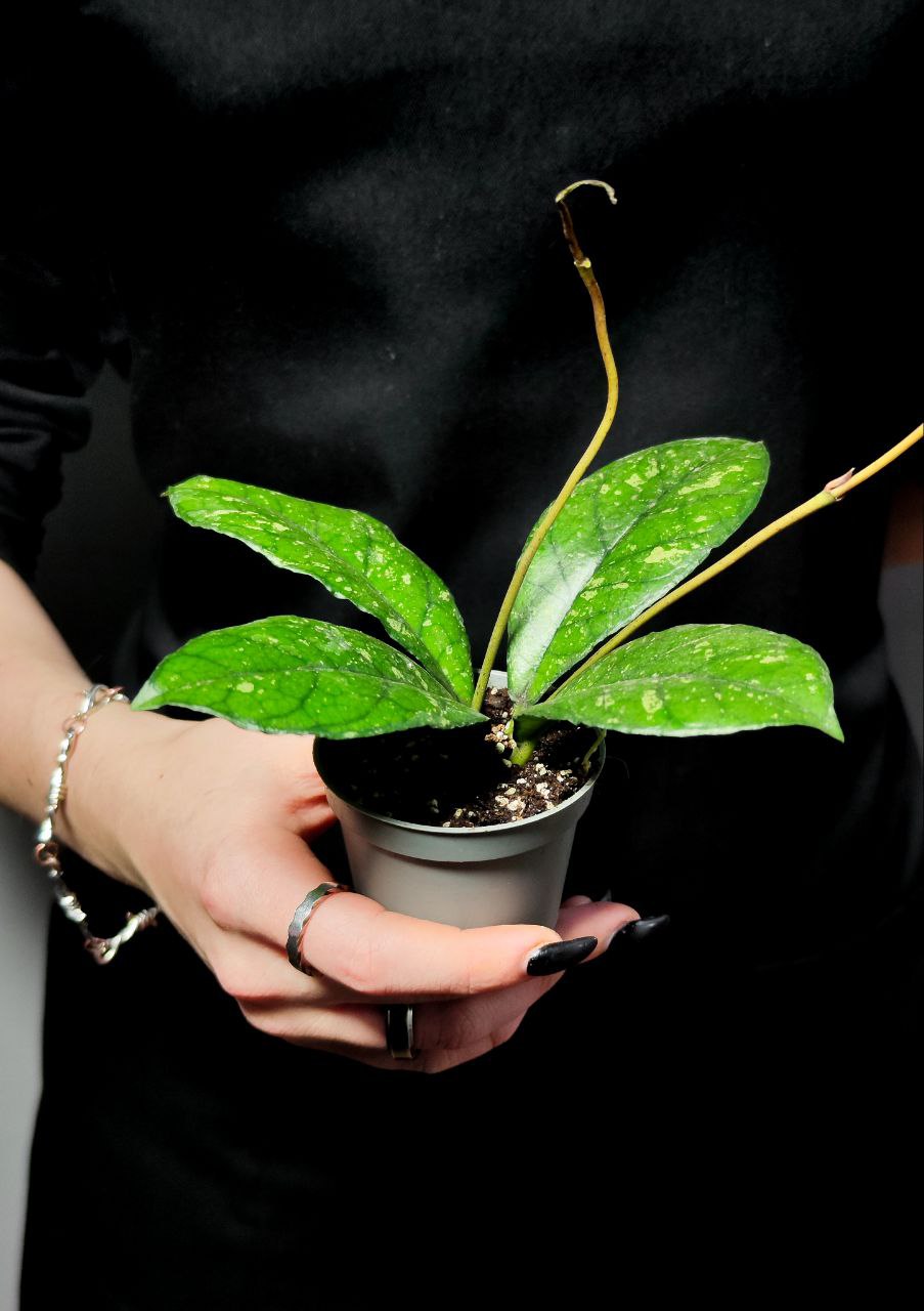 Хойя Каллистофилла Сплеш (Hoya Callistophylla Splash) D6см
