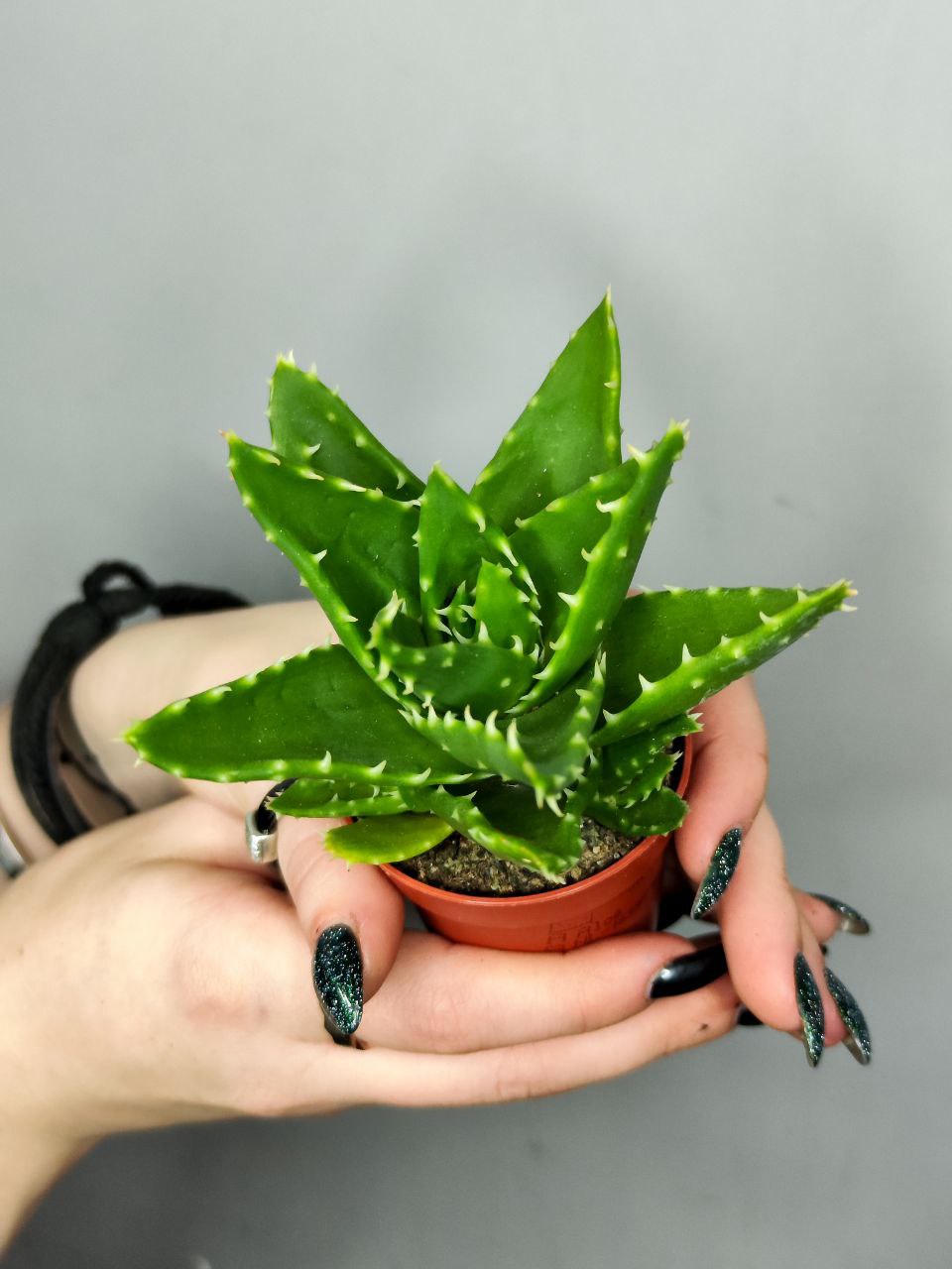 Алоэ Митриформис (Aloe Mitriformis) D5см