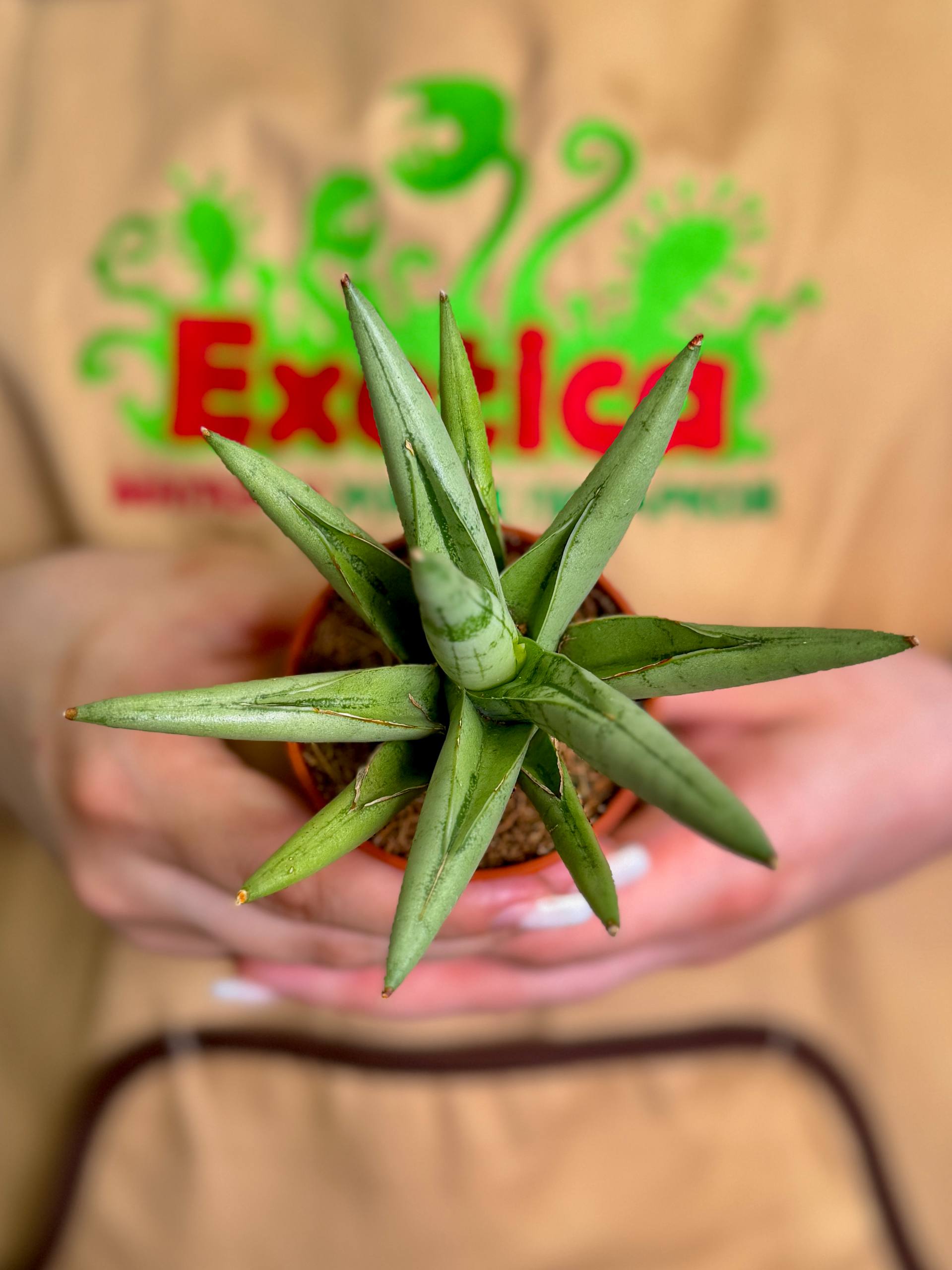 Сансевиерия Сильвер Кроун (Sansevieria Silver Crown) D6см
