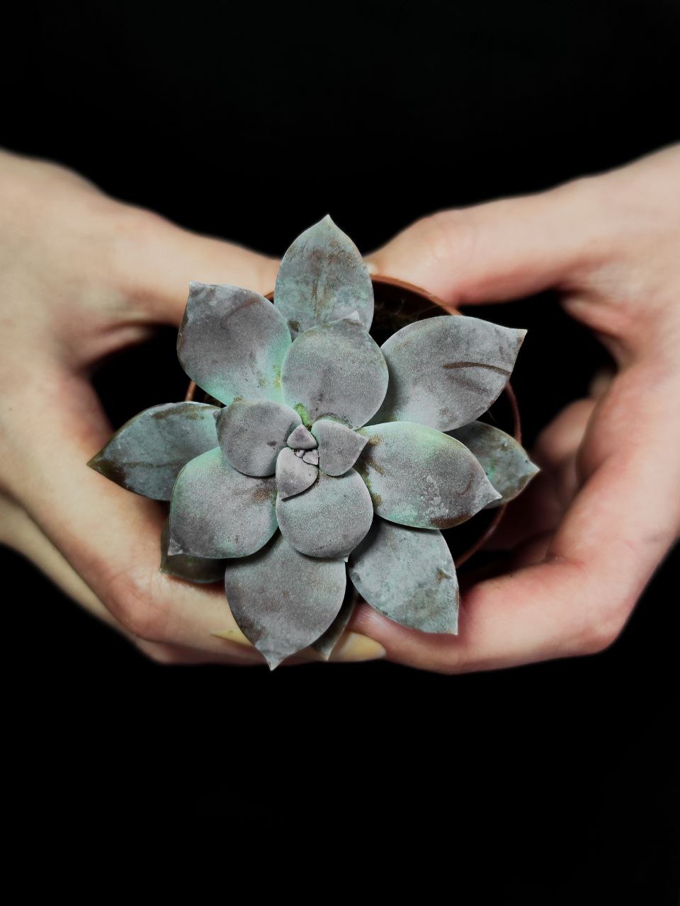 Граптоверия Супербум (Graptoveria Superbum) D5см