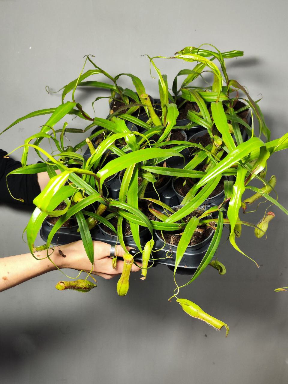 Непентес Грацилис (Nepenthes Gracilis) D9см