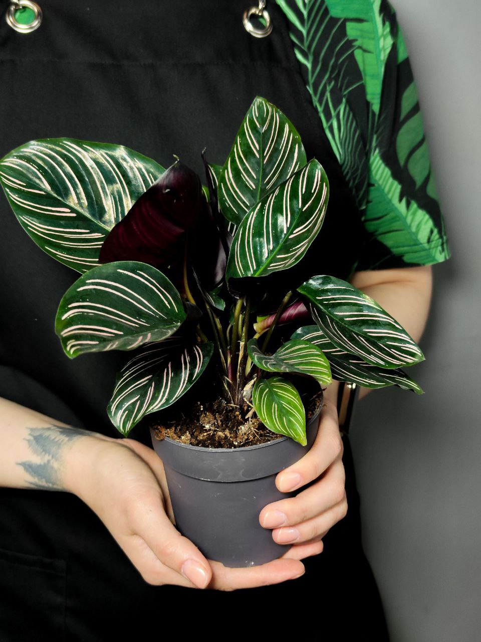 Калатея Сандериана Орната (Calathea Sanderiana Ornata) D12см