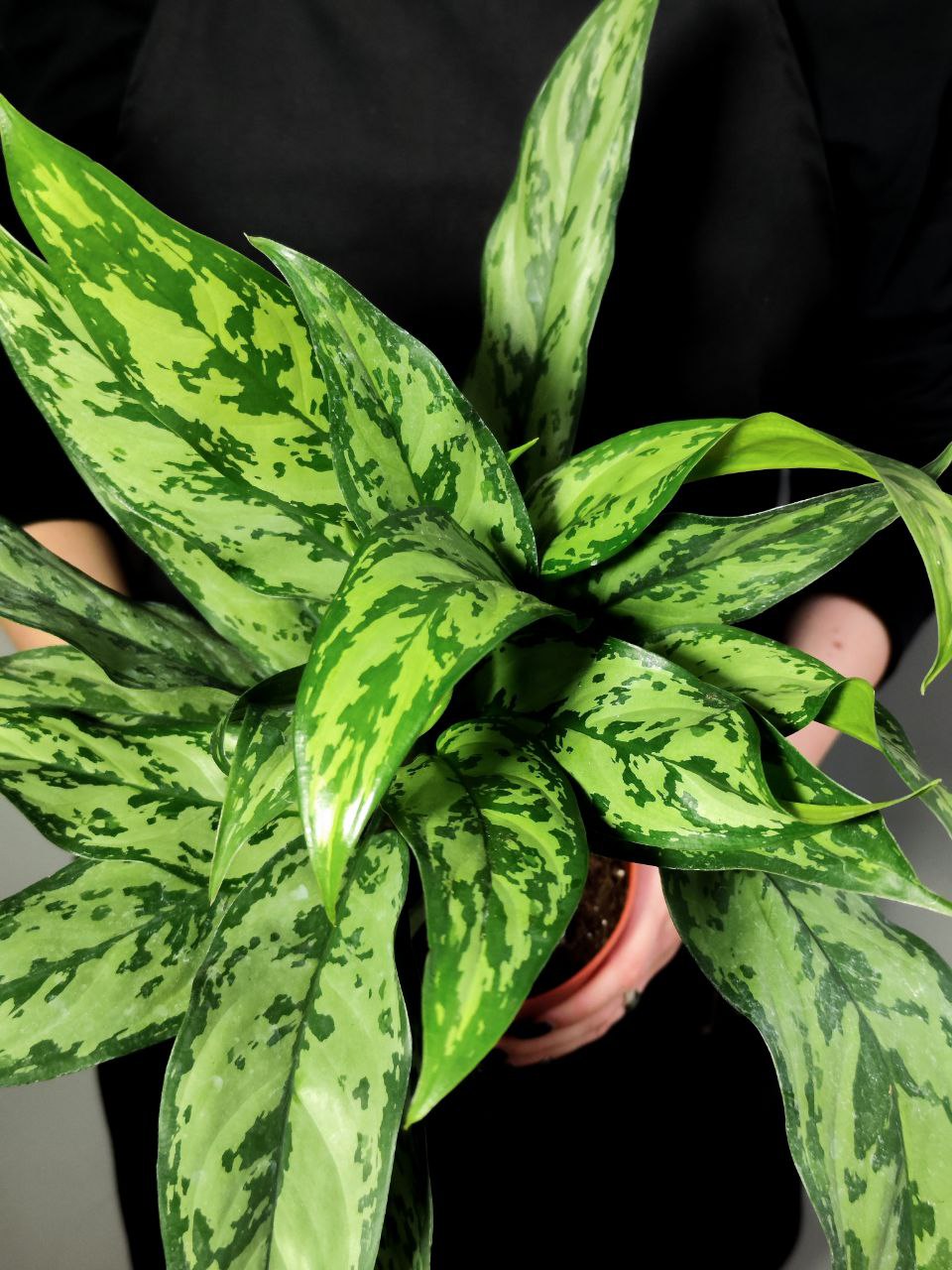 Аглаонема Грин Леди (Aglaonema Green Lady) D12см