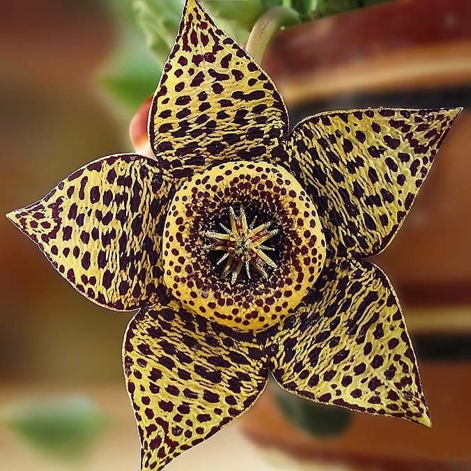 Стапелия Пестрая (Stapelia Variagata) D5см