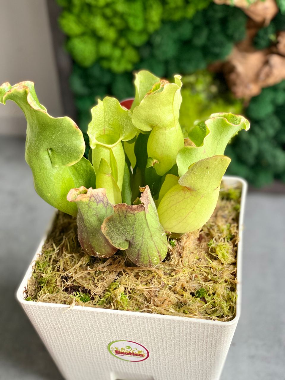 Саррацения Монтана (Sarracenia Montana) пересаженная D15см