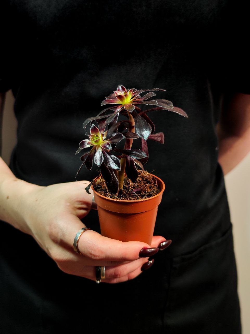 Эониум Шварцкопфа Груп (Aeonium Schwarzkopf Group) D5см