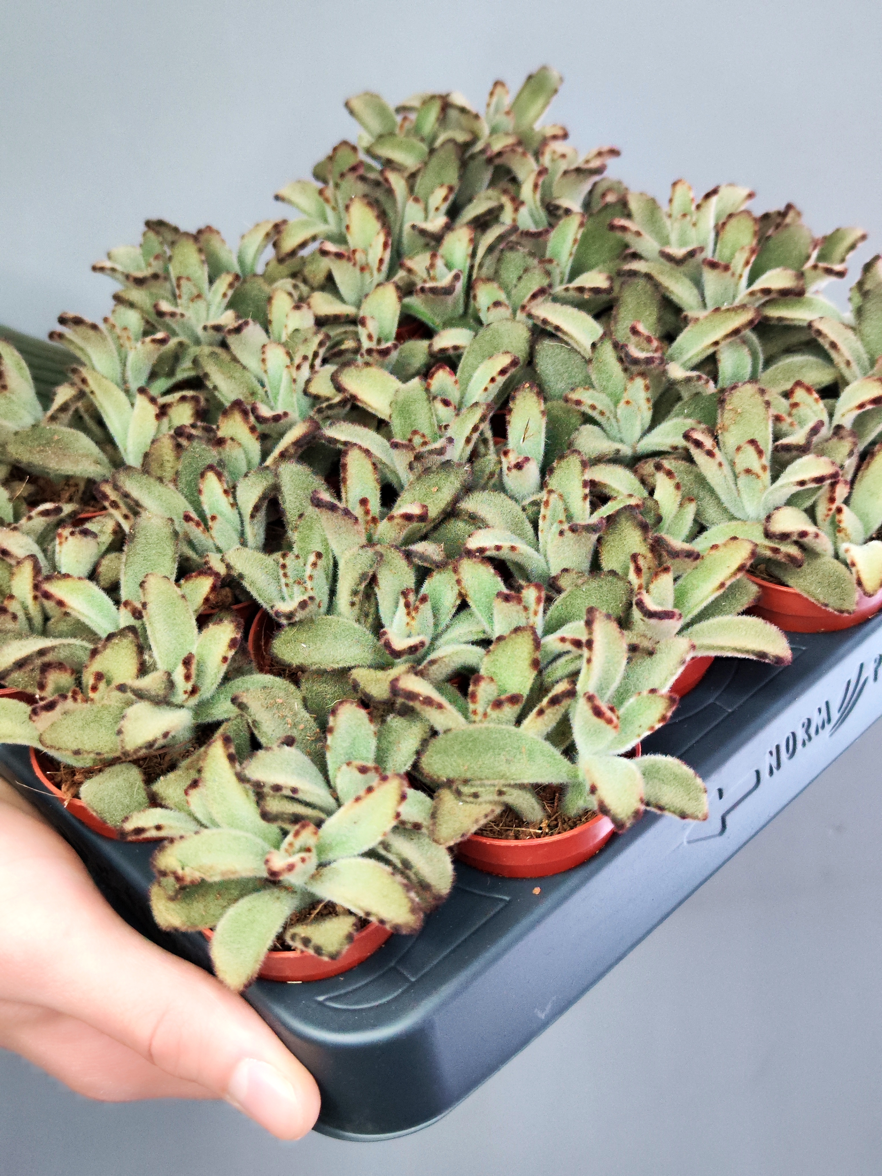 Каланхоэ Томентоза Негра (Kalanchoe Tomentosa Negra) D5см