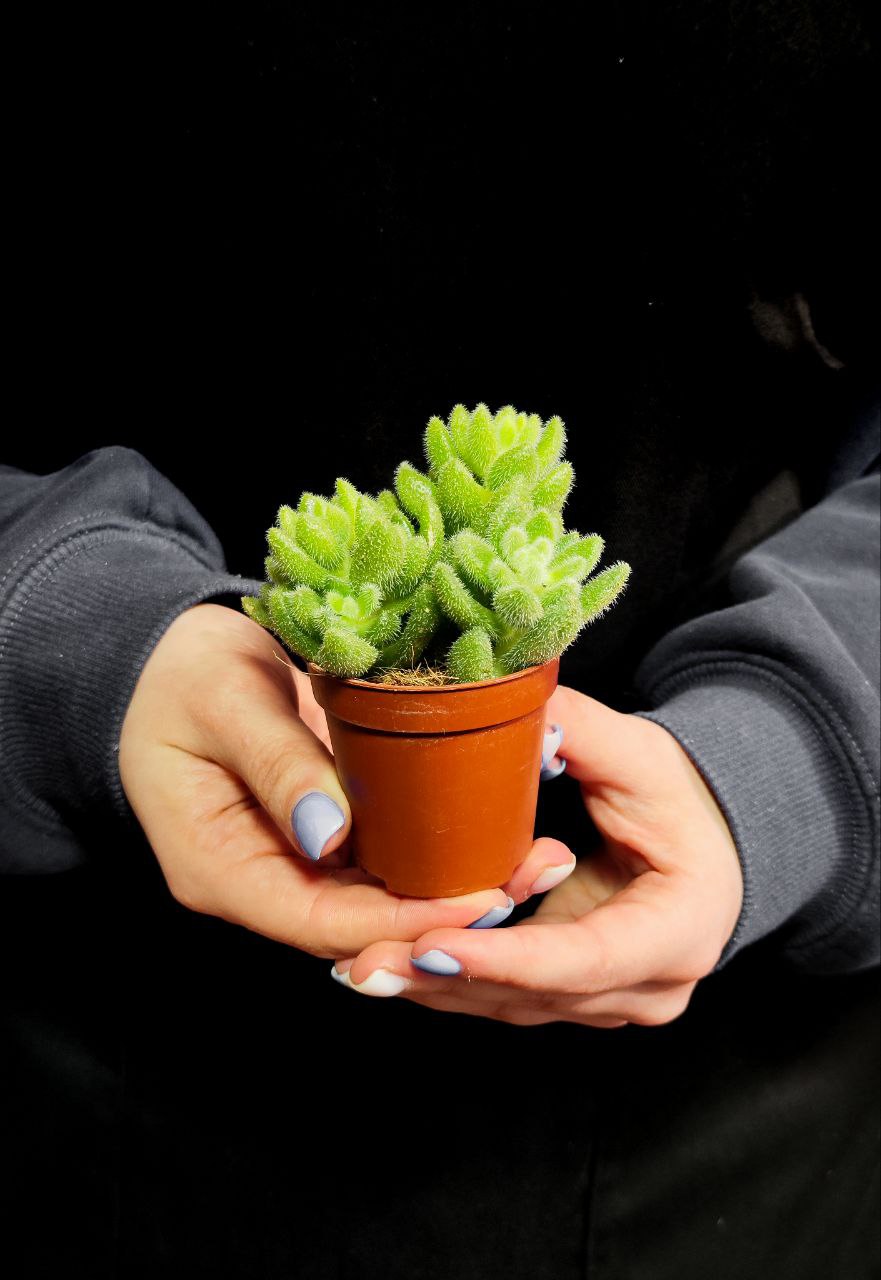 Седум Хинтони (Sedum Hintonii) D5см
