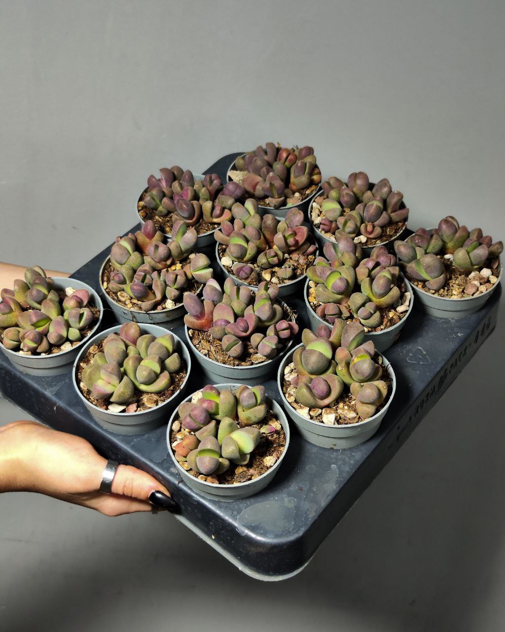 Плейоспилос Неля Рубра (Pleiospilos Nelii Rubra) D6,5см