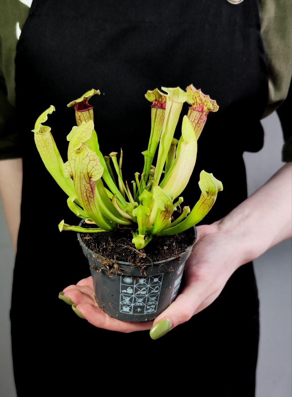 Саррацения Фиона (Sarracenia Philadelphia) D9см