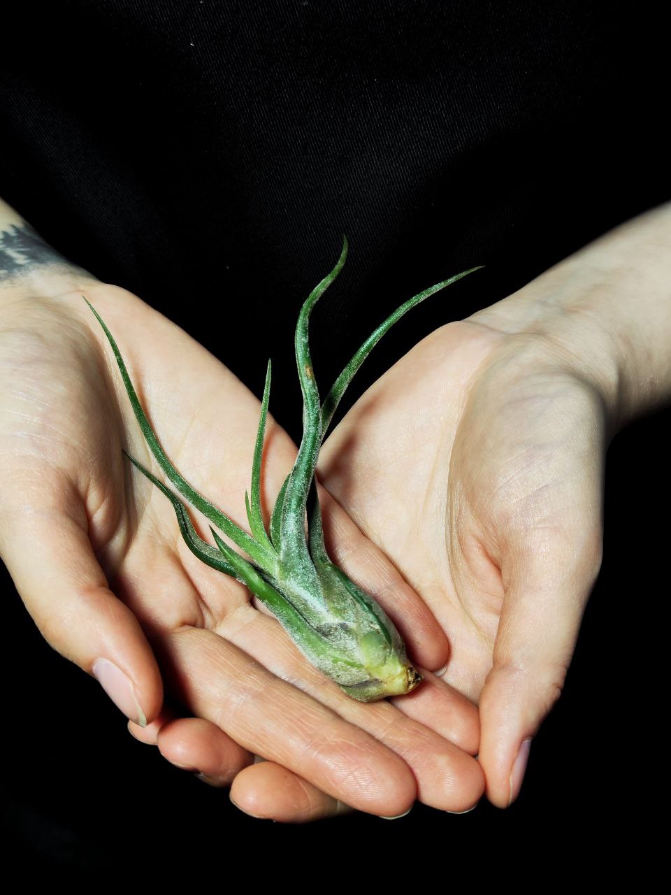 Тилландсия Голова Медузы Мини (Tillandsia Caput Medusae Mini)