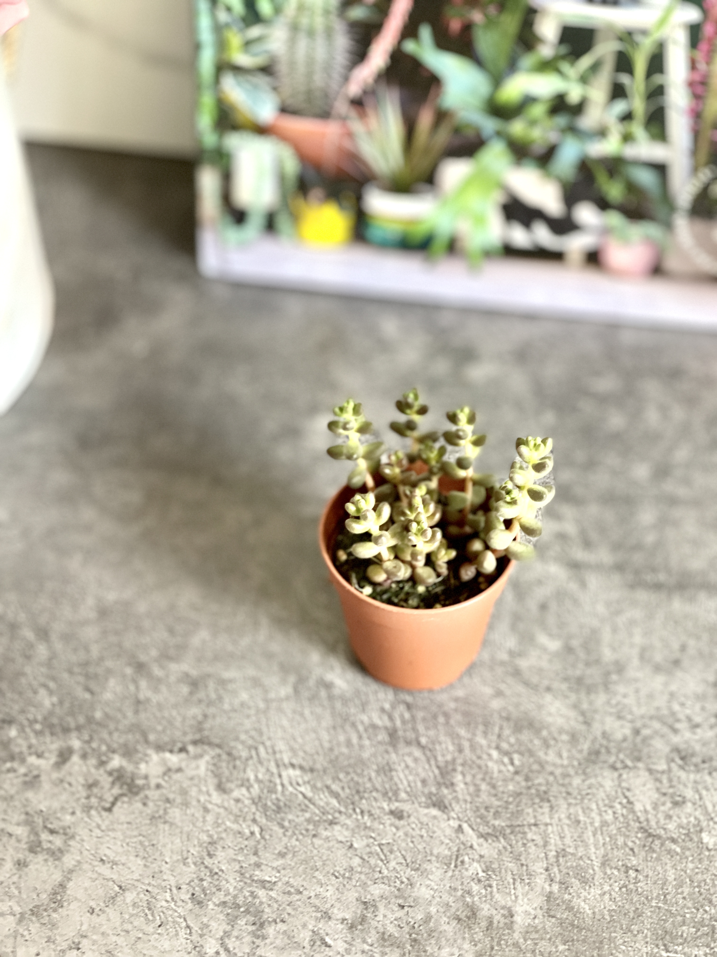 Седум Сталя  (Sedum Stahlii) D5cм