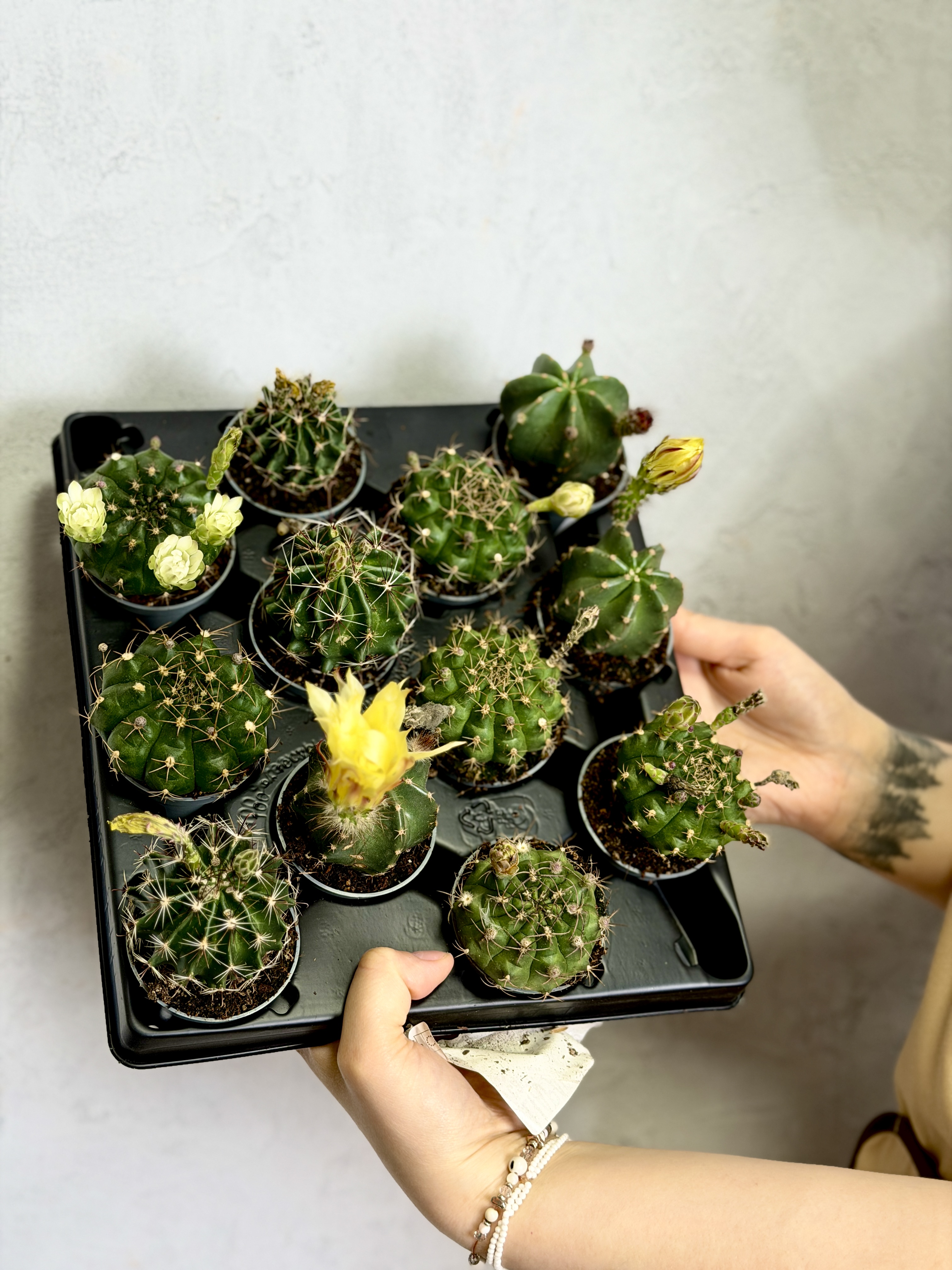Гимнокалициум Балдианум Альбифлорум (Gymnocalycium Baldianum f. Albiflorum) D6см