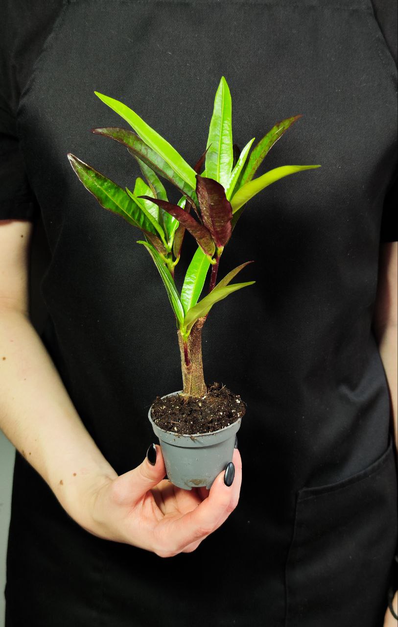 Кодиеум Экскуренс (Codiaeum Excurrens) D6см