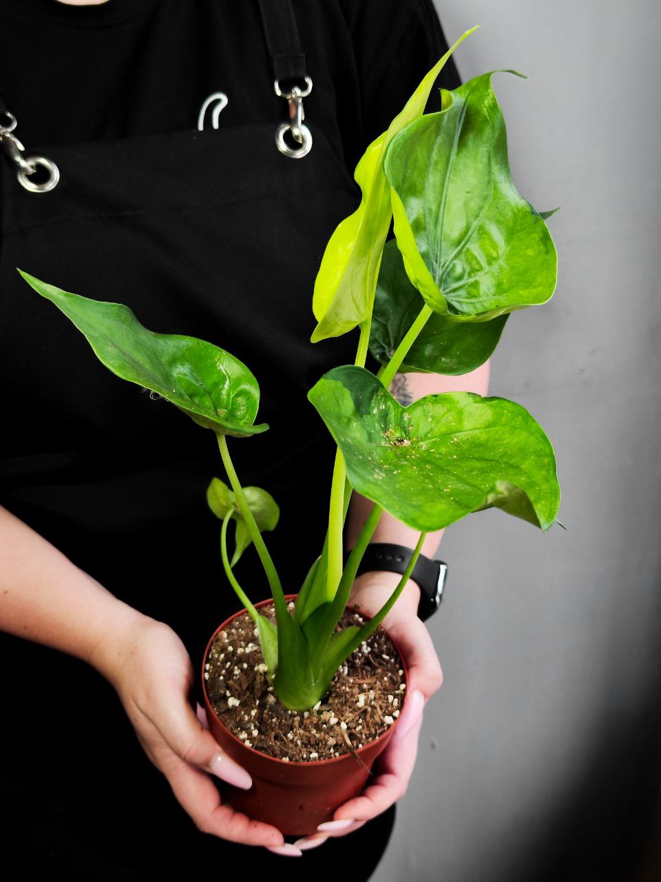 Алоказия Кукулата Вариегатная (Alocasia Cucullata Variegated) D12см