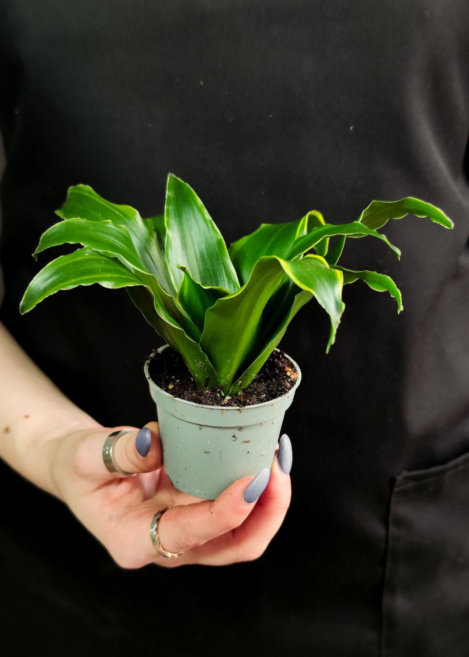 Драцена Фрагранс Дорадо (Dracaena Fragrans Dorado) D6см