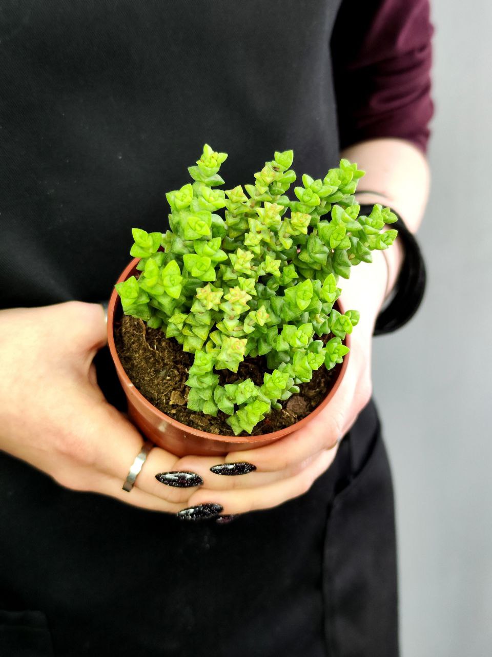 Крассула Рупестрис Том Тумб (Crassula Tom Thub) D8,5см