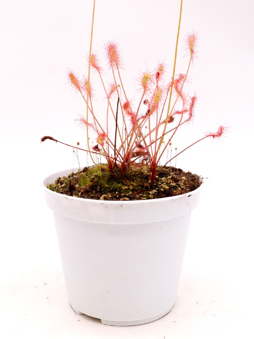 Росянка нидиформис (drosera nidiformis) D9см
