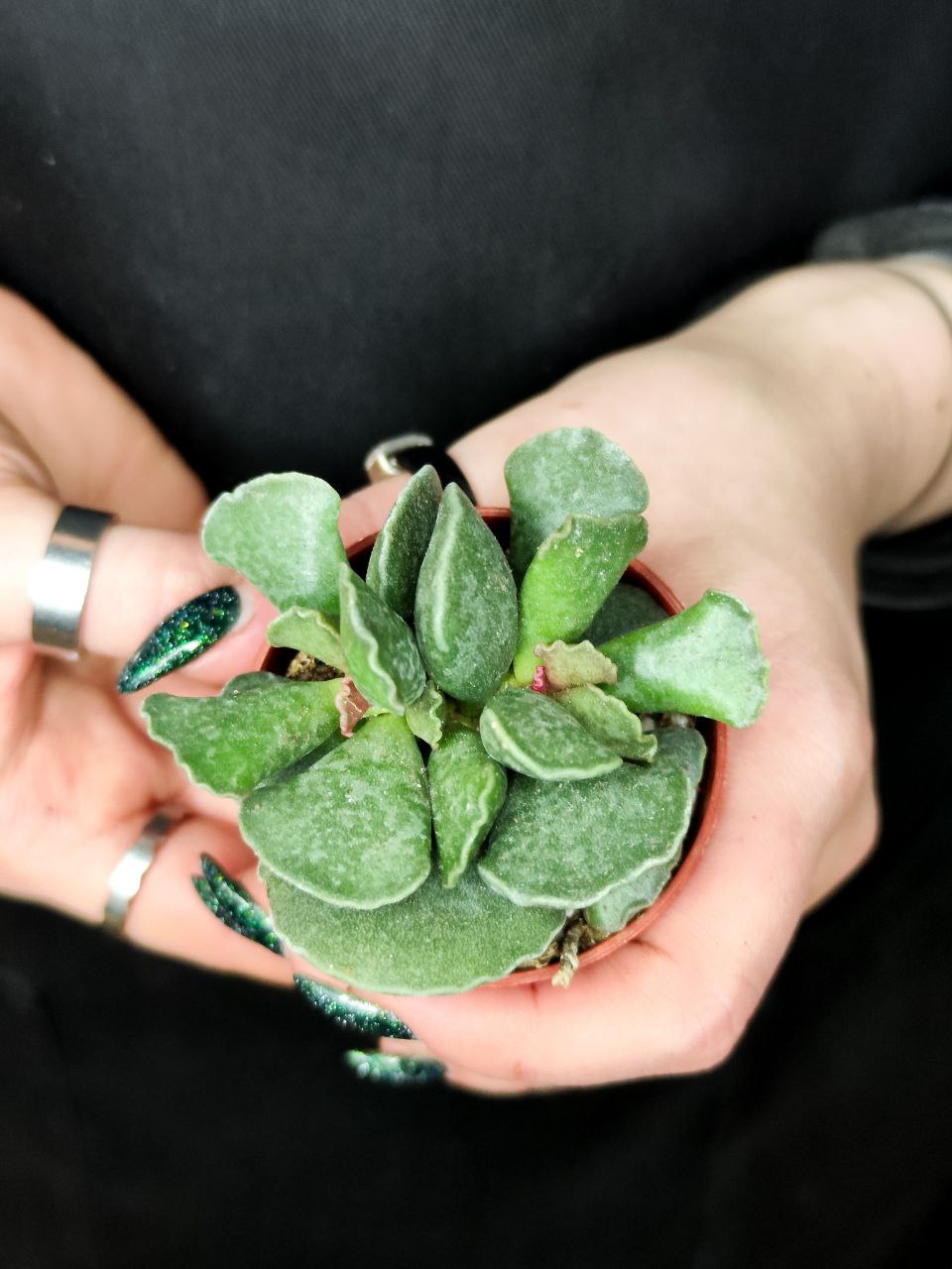 Адромискус Купера (Adromischus Cooperii) D5см