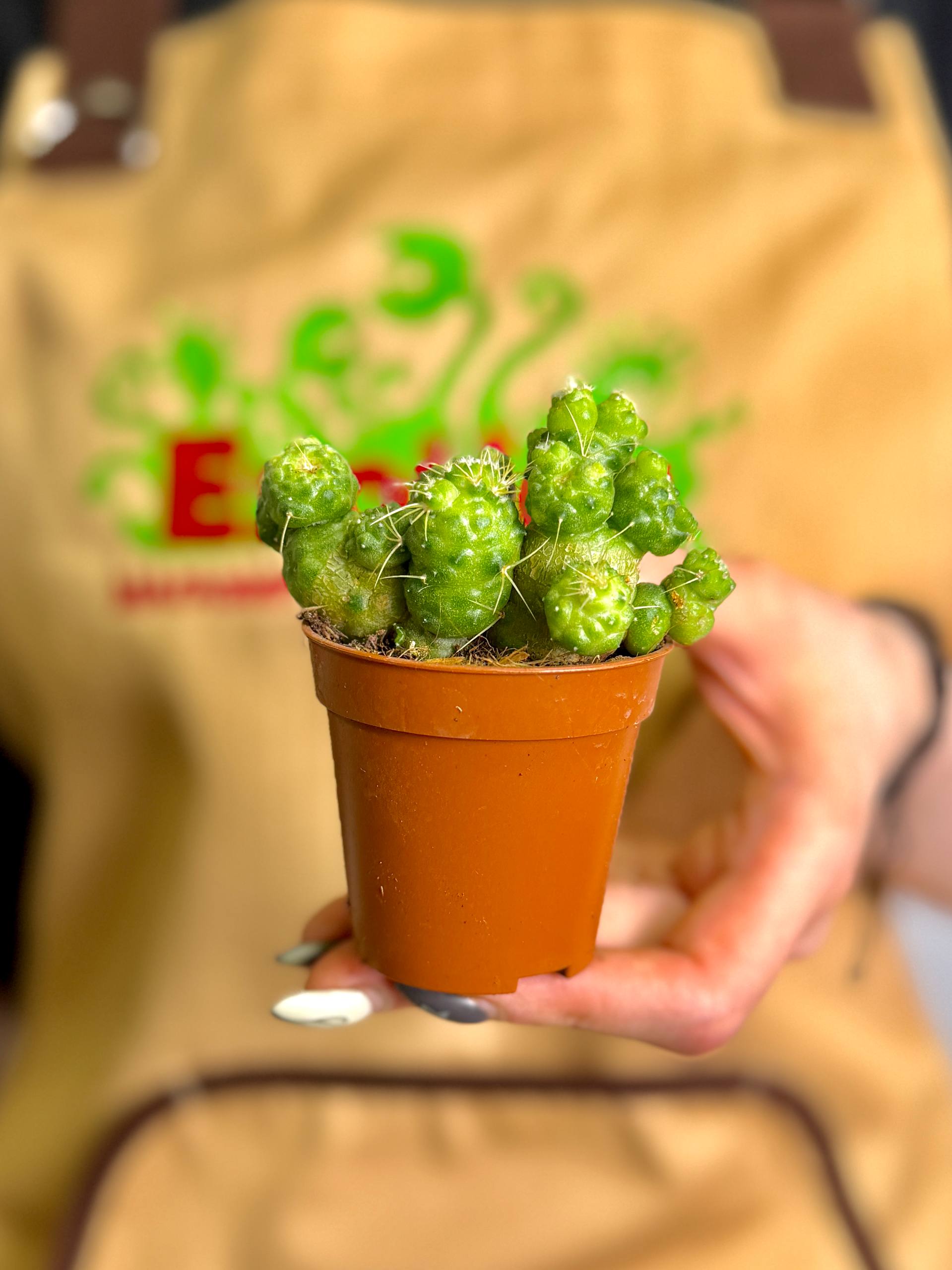 Кактус Маммиллярия Бокасана Фред Монструоза (Mammillaria Bocasana Fred Monstrose) D5см