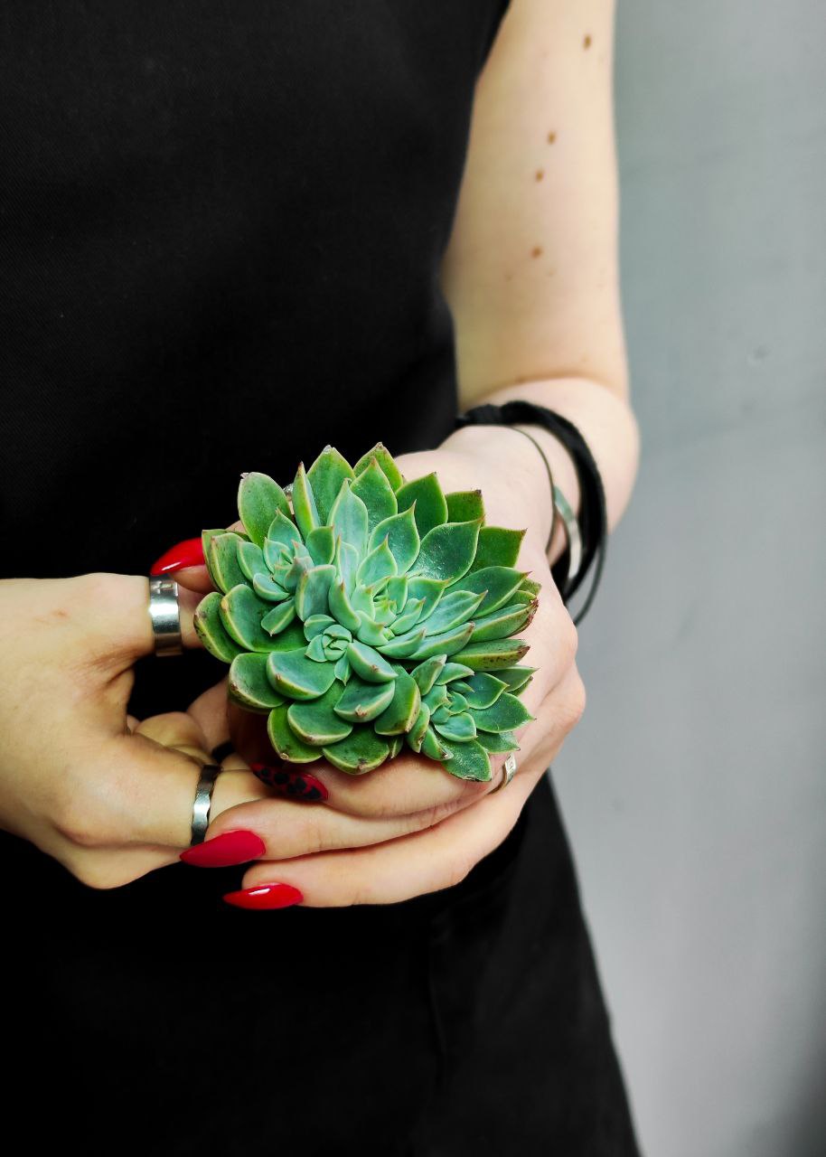 Граптопеталум Альтаир (Graptopetalum Altair) D5см
