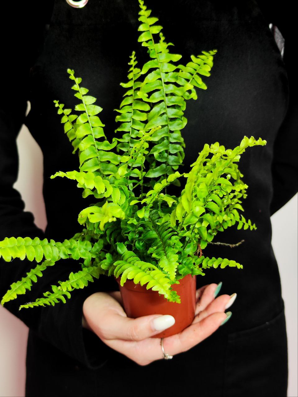 Нефролепис Бостон (Nephrolepis Boston) D8,5см