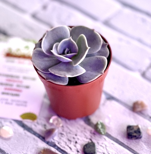 Эхеверия Поллюкс (Echeveria Pollux) D5см