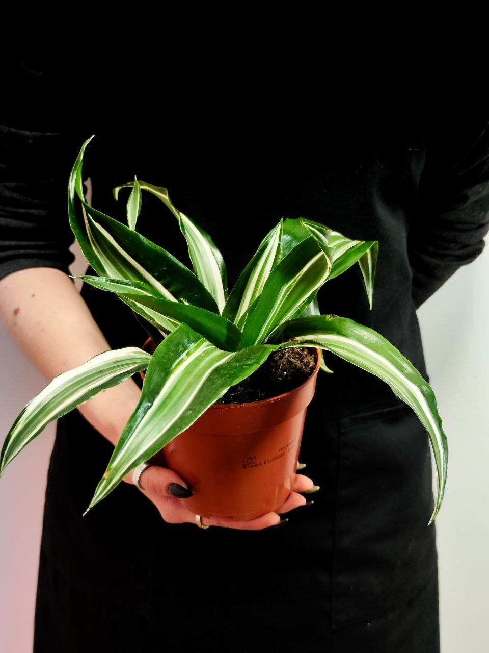 Драцена Джейд Джевел (Dracaena Fragrans Jade Jewel) D12см