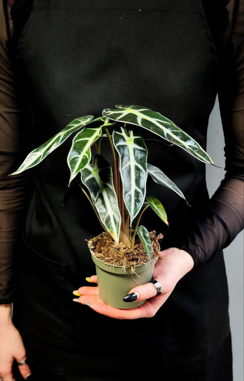 Алоказия Бамбино Эрроу (Alocasia Amazonica Bambino Arrow) D9см