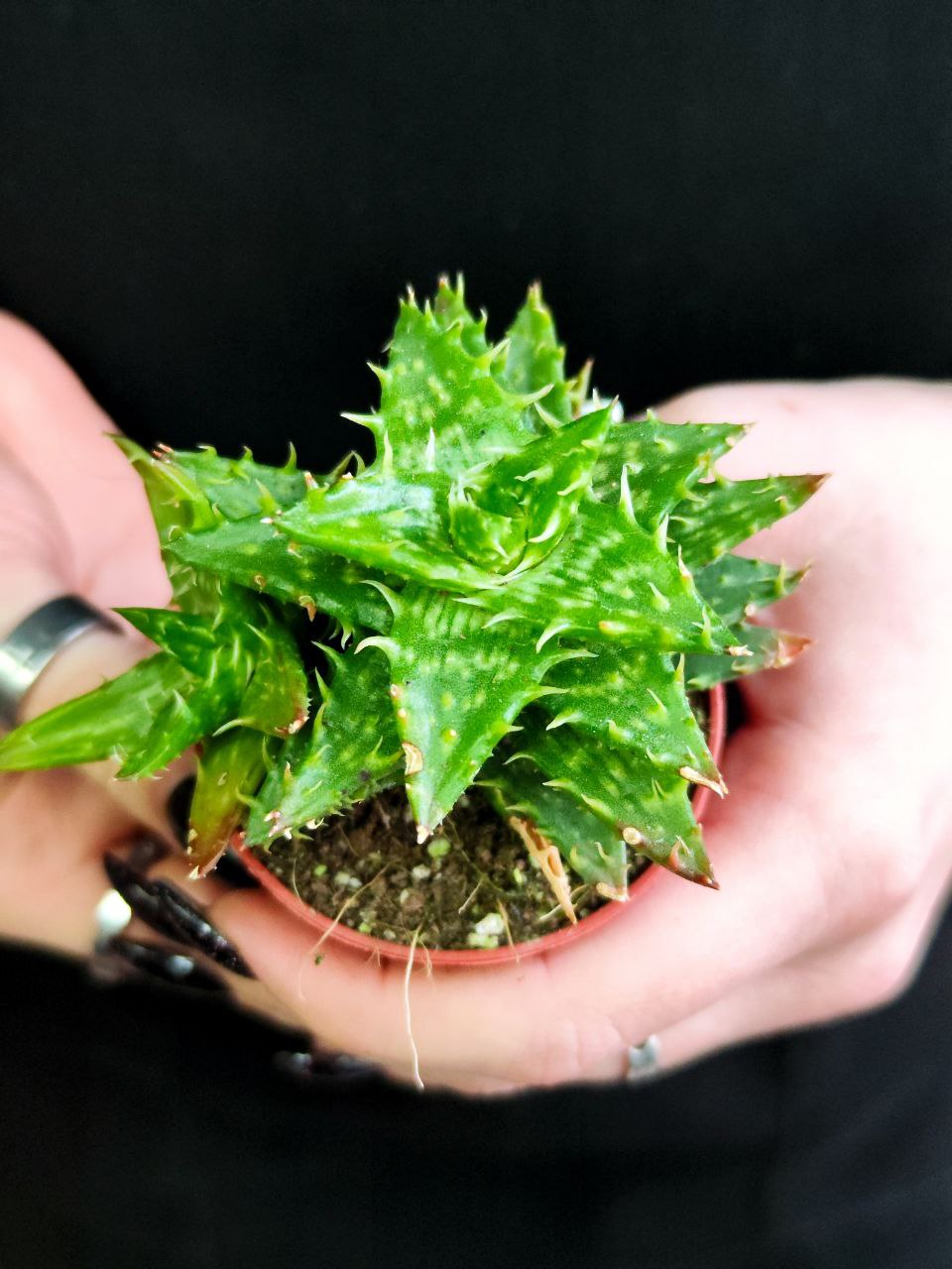 Алоэ Оттопыренное Груп (Aloe Squarrosa Group) D5см