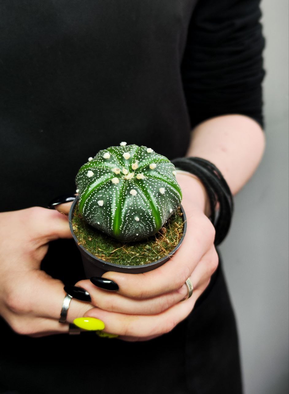 Астрофитум Звёздчатый, или Астрофитум Астериас (Astrophytum Asterias) D5см