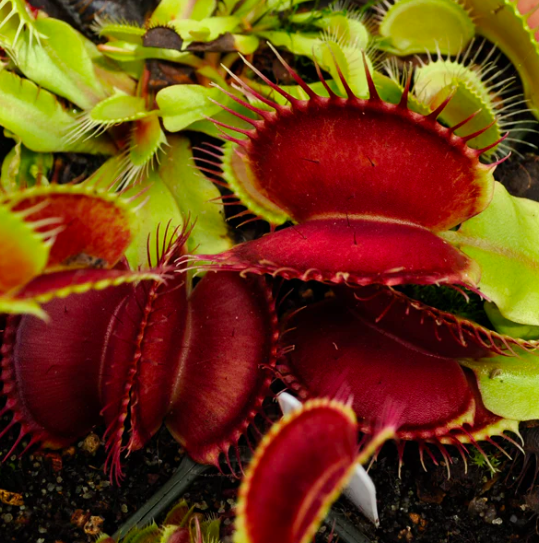 Венерина Мухоловка СД Кронос (Dionaea Muscipula Sd Kronos) D9см