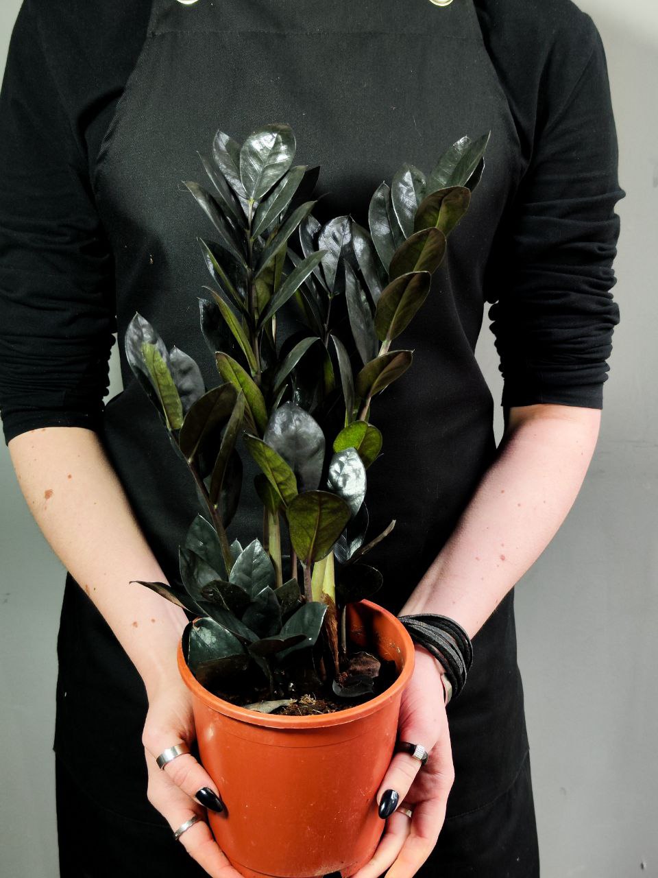 Замиокулькас Равен (Zamioculcas Raven) D14см