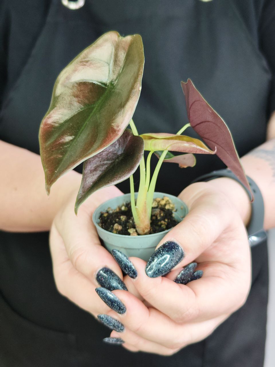 Алоказия Купера Ред Секрет, Купрея (Alocasia Cupera Red Secret) D6см