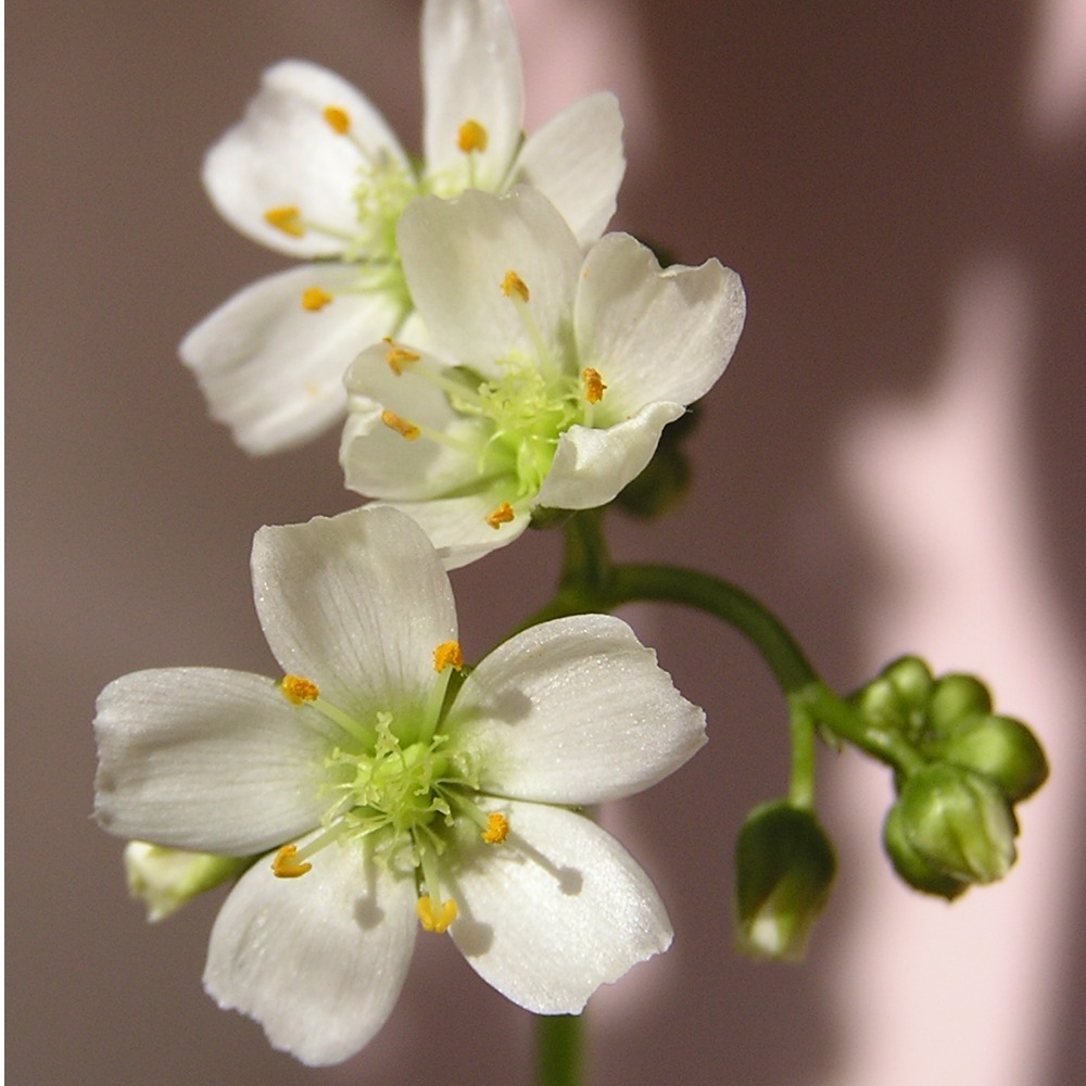 Семена Росянки Бината Мультифида (Drosera binata var. multifida Extrema) от 25шт