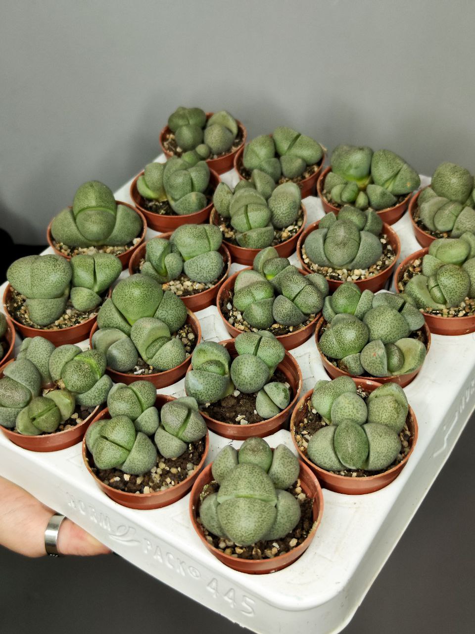 Плейоспилос Нелли Грин (Pleiospilos Nelii Green) D5см
