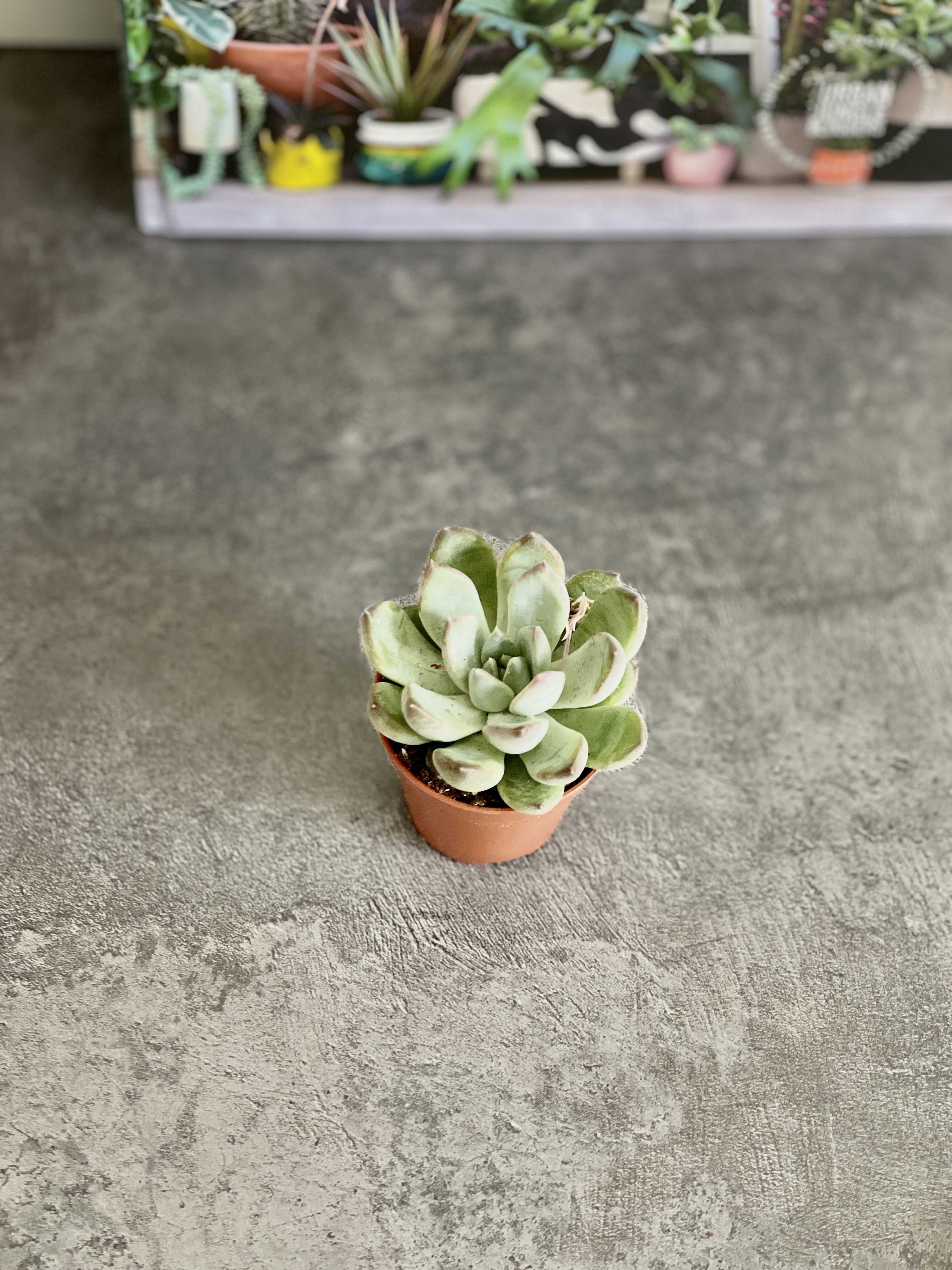 Эхеверия Линдсиана (Echeveria Lindsayana) D5см